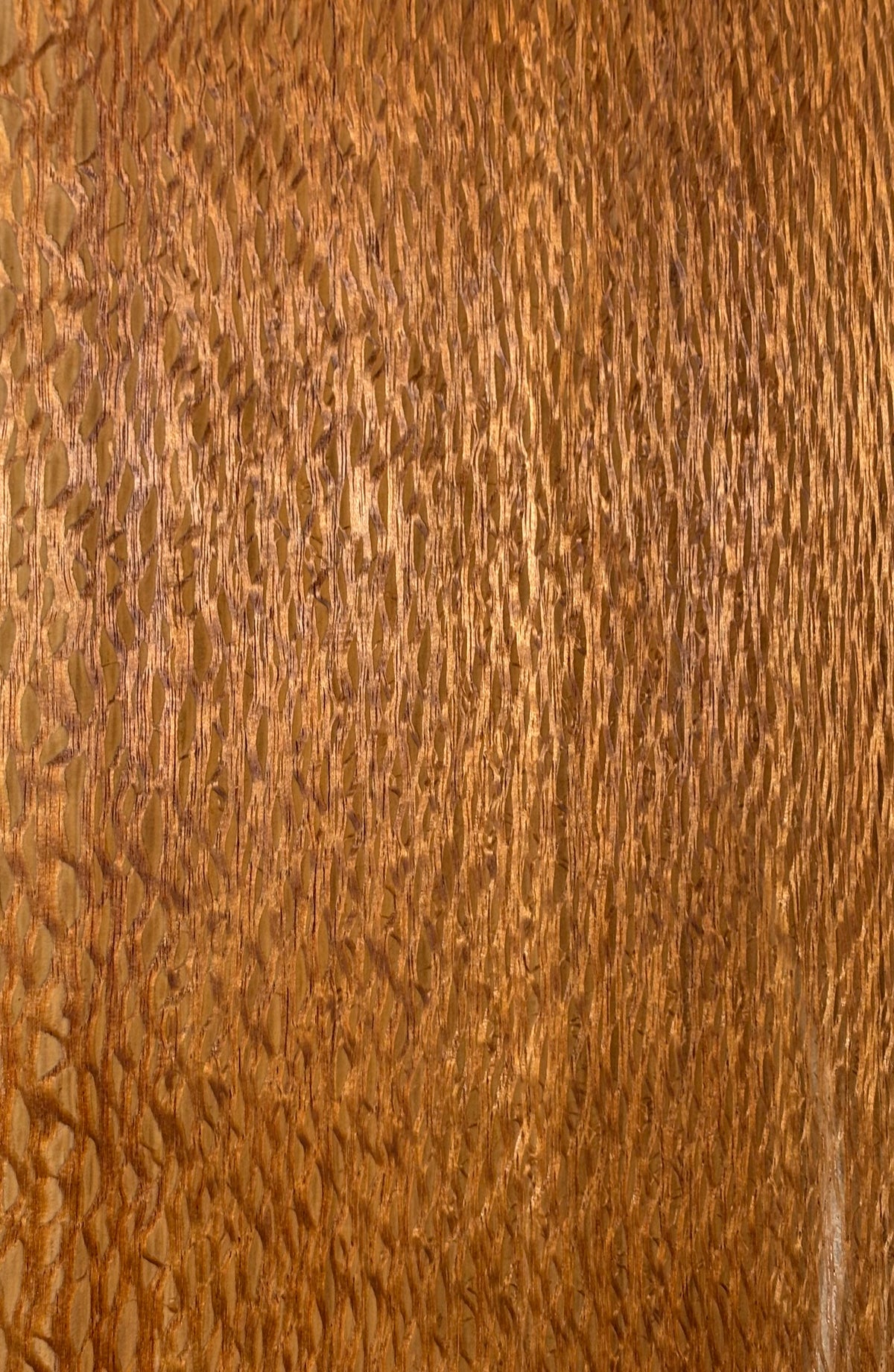 Lacewood Guitar Drop Top - 21-1/4" x 7-1/8" x 1/4" #3004 Exotic Wood Zone 