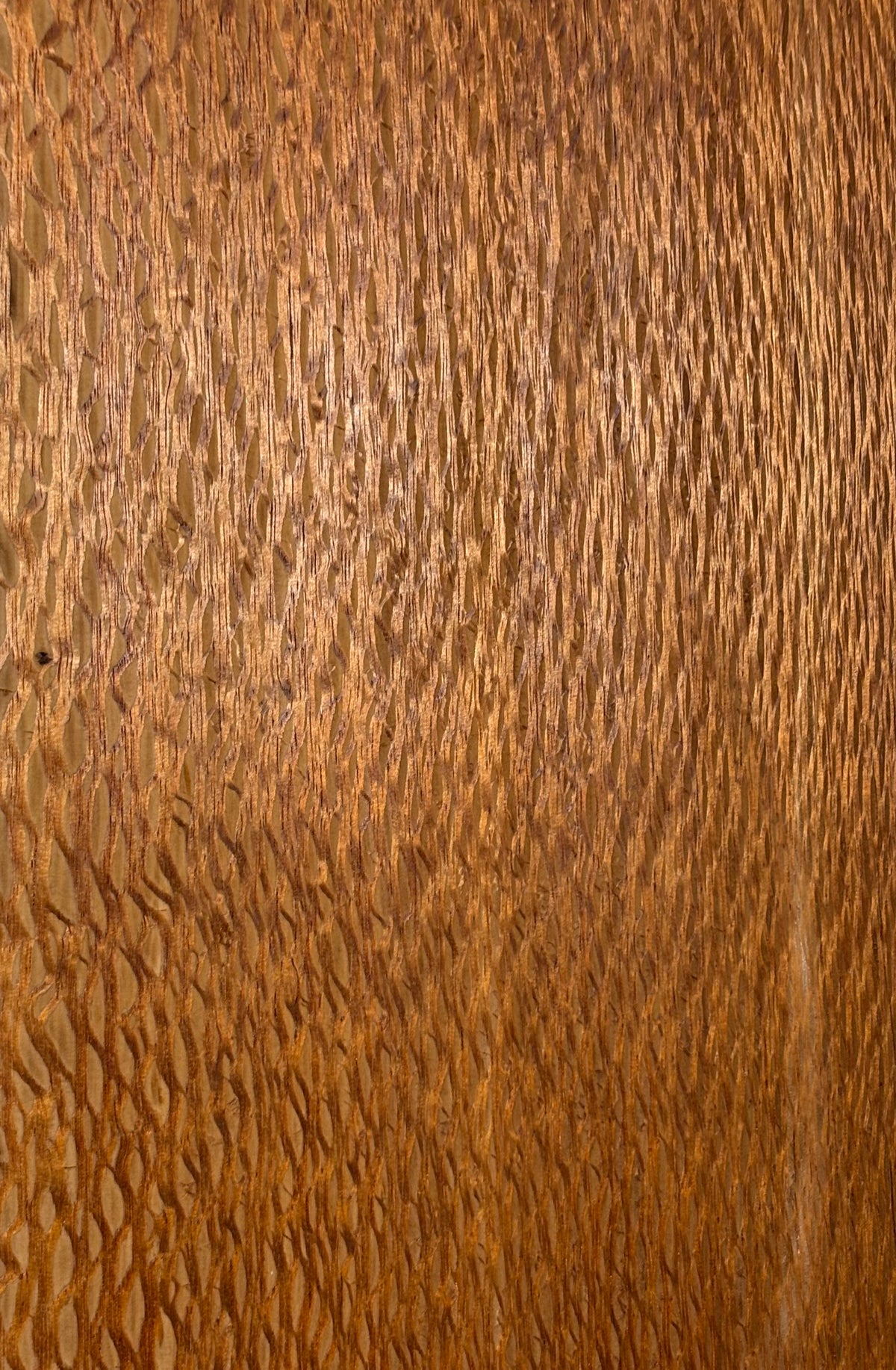 Lacewood Guitar Drop Top - 21-1/4" x 7-1/8" x 1/4" #3005 Exotic Wood Zone 