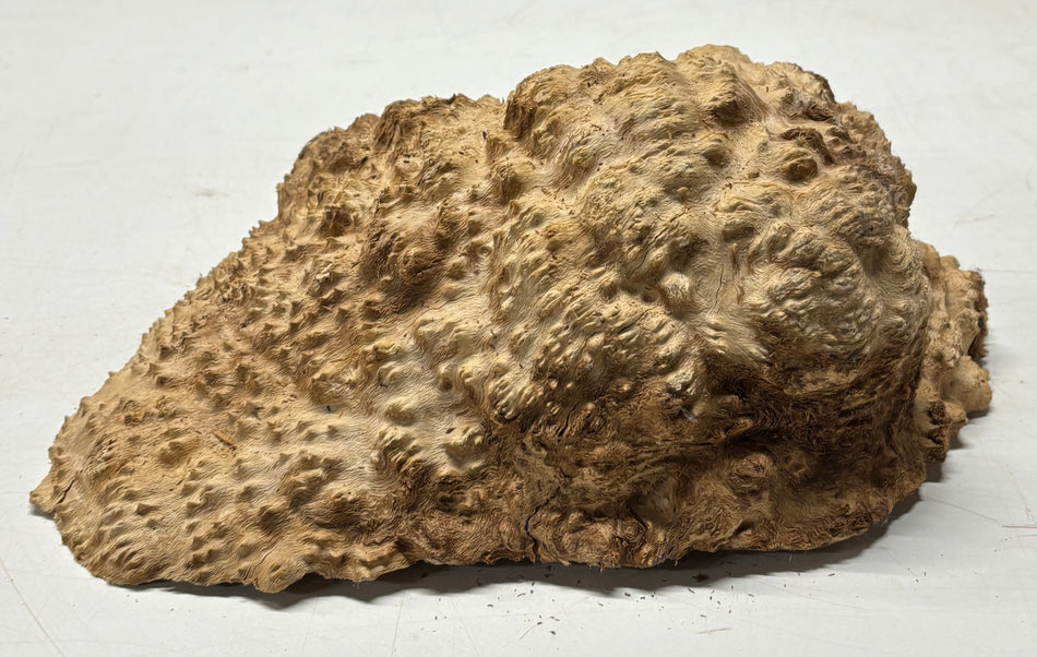 Brown Mallee Burl Blank 13" x 9" x 4" 8 Lbs #7001