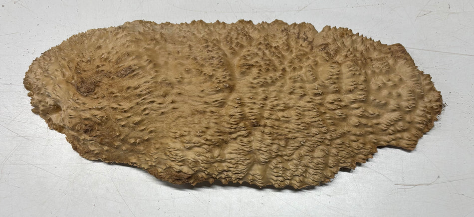 Brown Mallee Burl Blank 18.5" x 7" x 2" 5.2 Lbs #7002