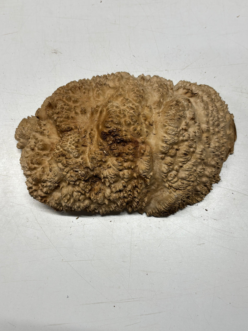Brown Mallee Burl Blank 12" x 7.5" x 3.5" 6.6 Lbs #7003