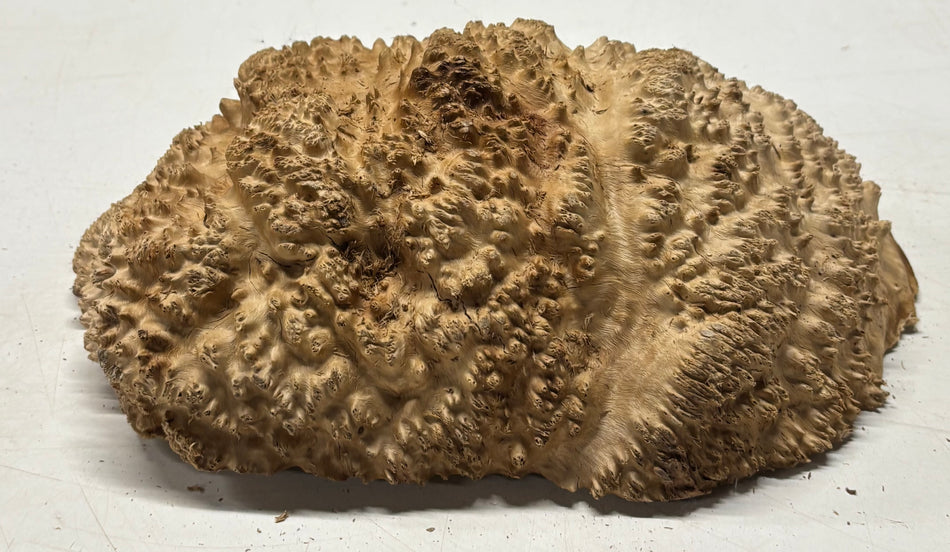 Brown Mallee Burl Blank 12" x 7.5" x 3.5" 6.6 Lbs #7003