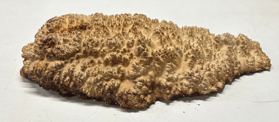 Brown Mallee Burl Blank 17" x 9" x 3" 8.3 Lbs #7004
