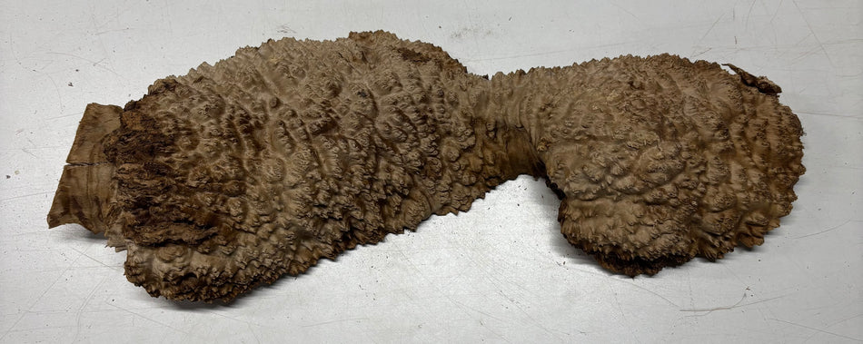 Brown Mallee Burl Blank 21" x 6.5" x 3" 7.3 Lbs #7005