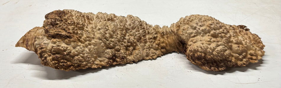 Brown Mallee Burl Blank 21" x 6.5" x 3" 7.3 Lbs #7005
