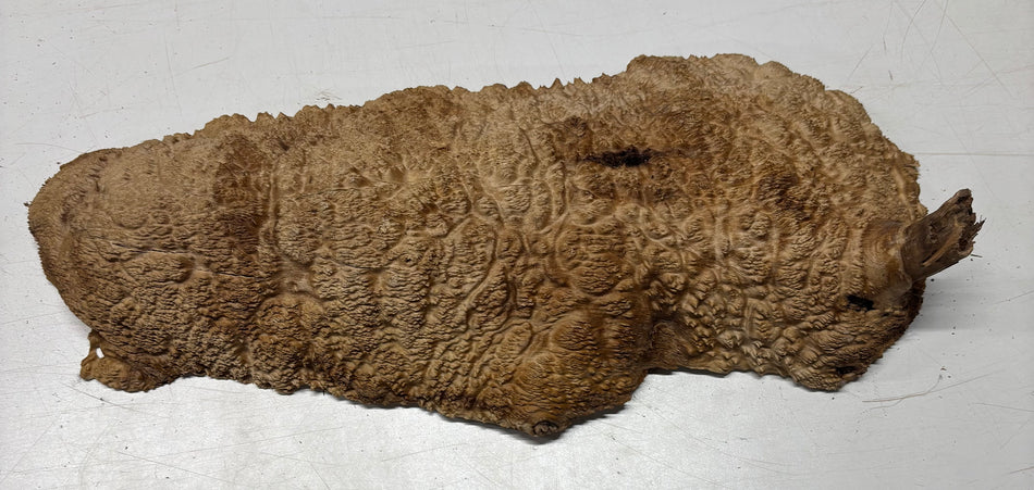 Brown Mallee Burl Blank 20.5" x 8" x 3" 9.3 Lbs #7006