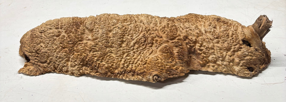 Brown Mallee Burl Blank 20.5" x 8" x 3" 9.3 Lbs #7006