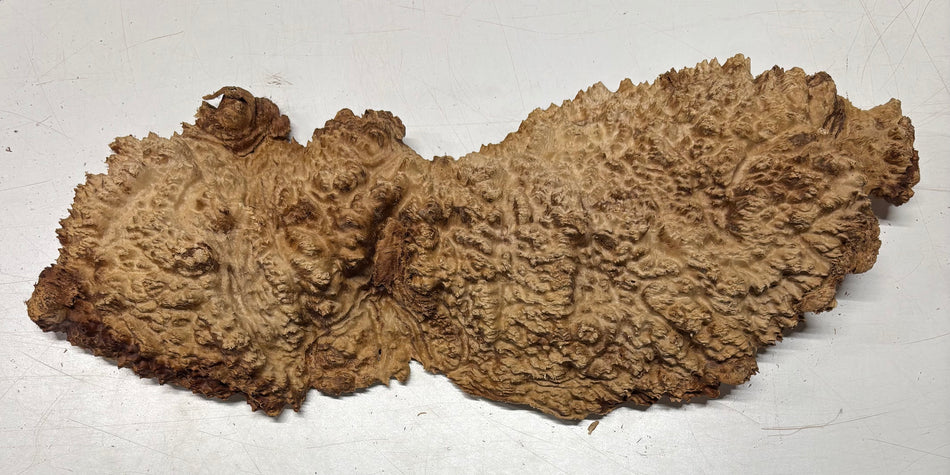 Brown Mallee Burl Blank 21" x 8" x 1" 5.1 Lbs #7007