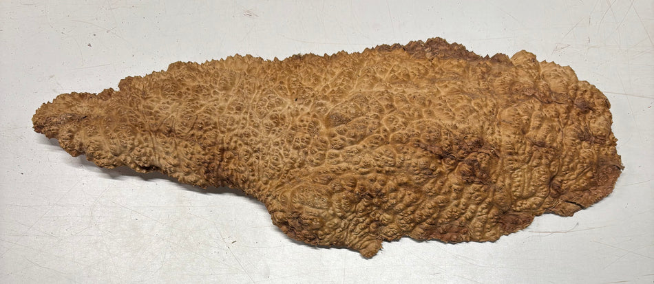 Brown Mallee Burl Blank 13" x 8" x 1.5" 6.9 Lbs #7008