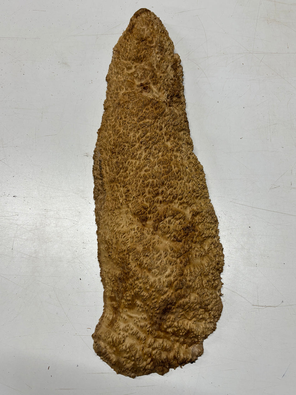 Brown Mallee Burl Blank 25" x 7.5" x 1.5" 9.5 Lbs #7010