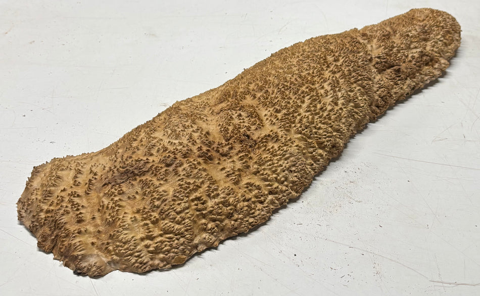 Brown Mallee Burl Blank 25" x 7.5" x 1.5" 9.5 Lbs #7010