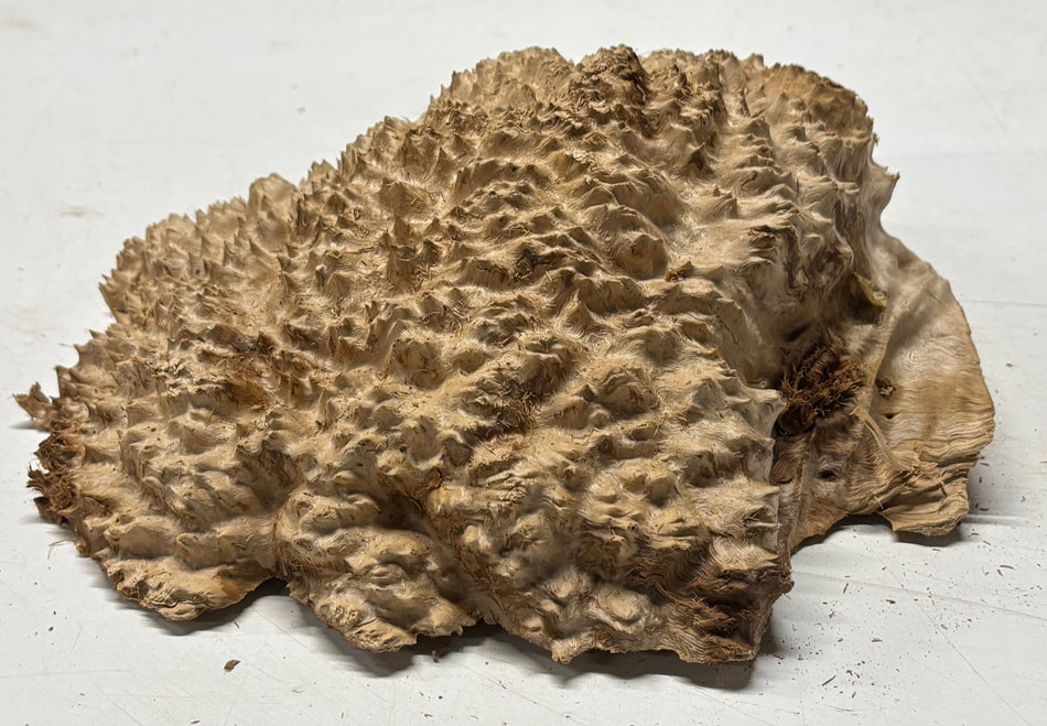 Brown Mallee Burl Blank 10" x 8.5" x 3" 8.5 Lbs #7011