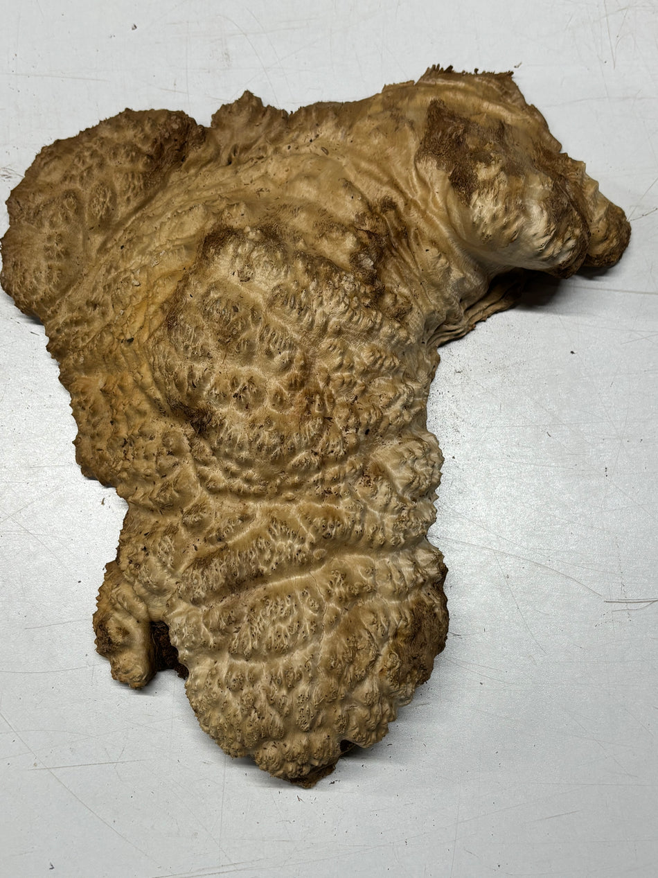 Brown Mallee Burl Blank 13" x 9" x 3" 5.8 Lbs #7012