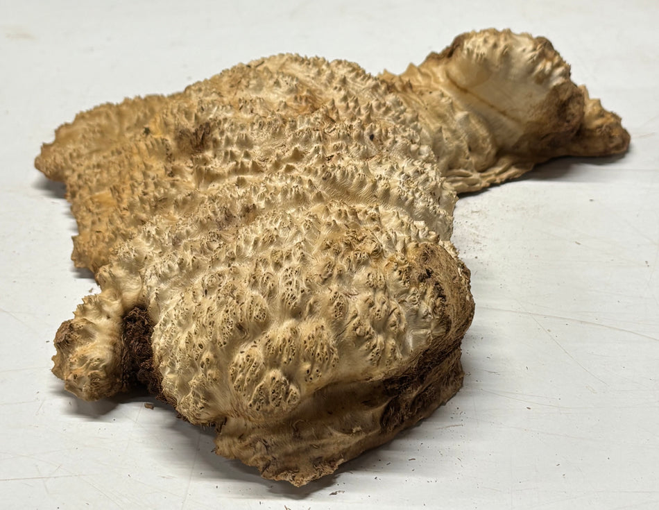 Brown Mallee Burl Blank 13" x 9" x 3" 5.8 Lbs #7012