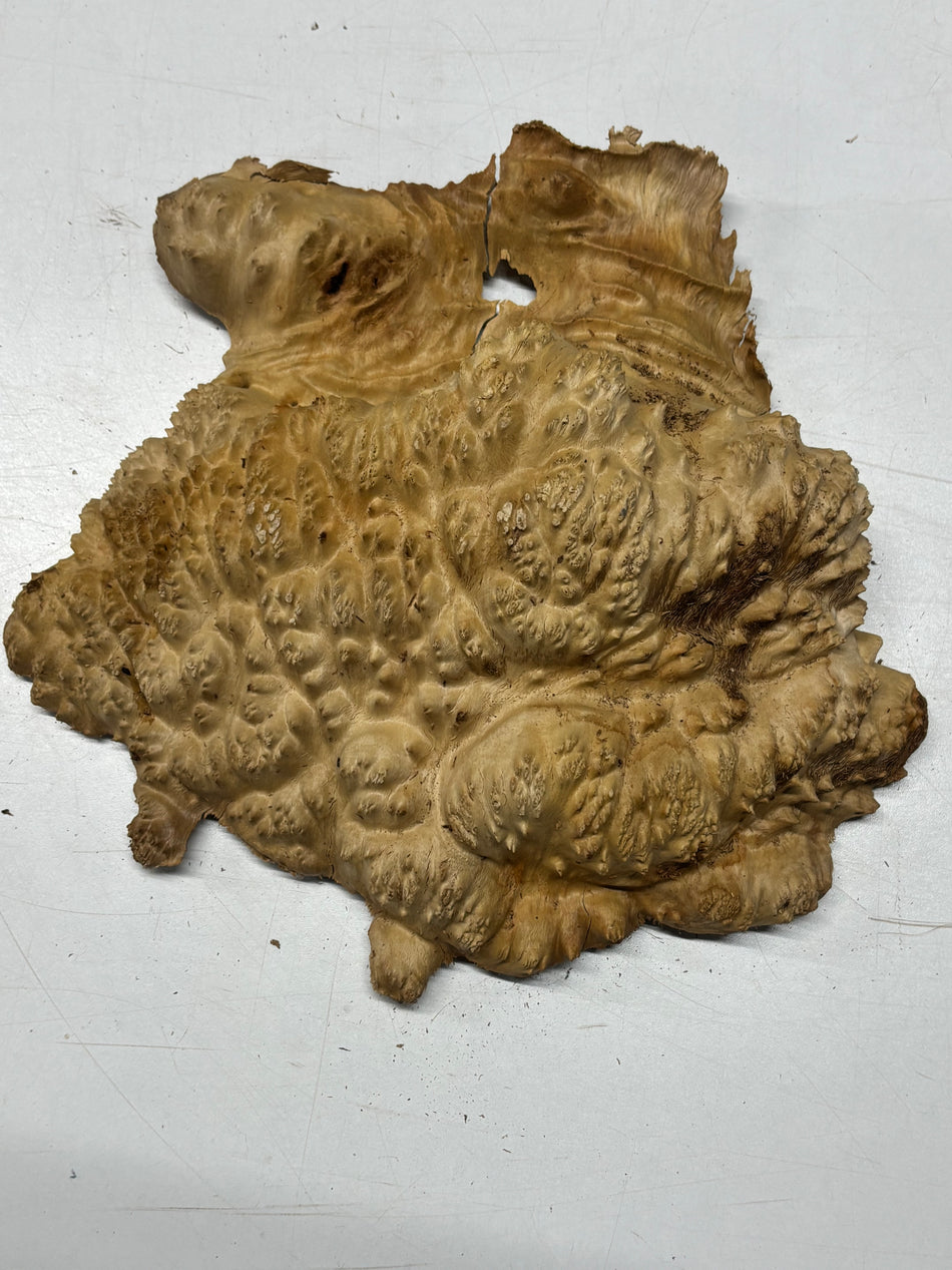 Brown Mallee Burl Blank 12" x 11" x 4" 5.6 Lbs #7014