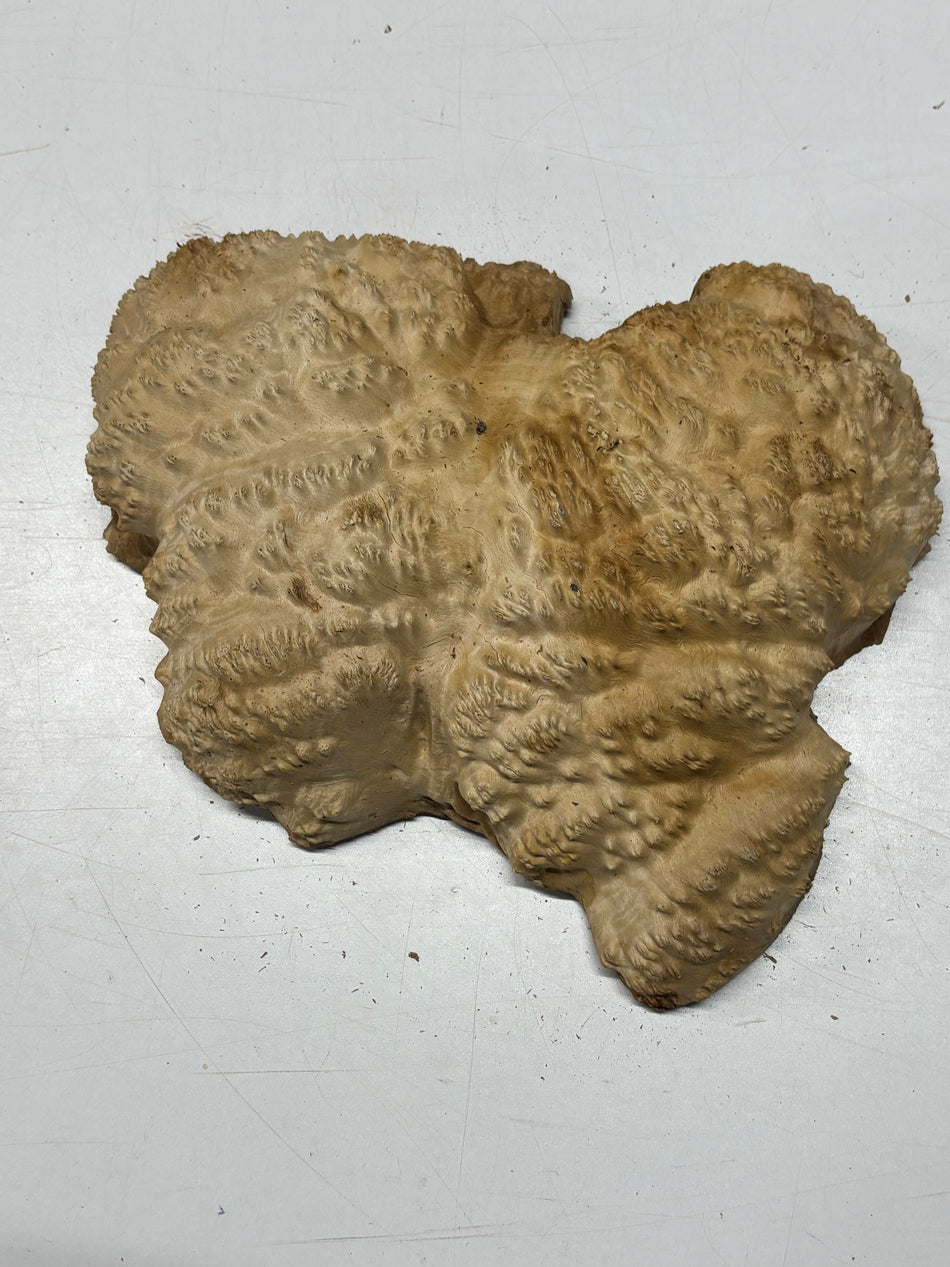 Brown Mallee Burl Blank 12" x 11" x 3" 5.8 Lbs #7015