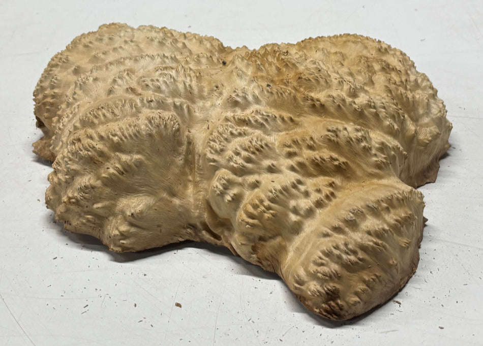 Brown Mallee Burl Blank 12" x 11" x 3" 5.8 Lbs #7015