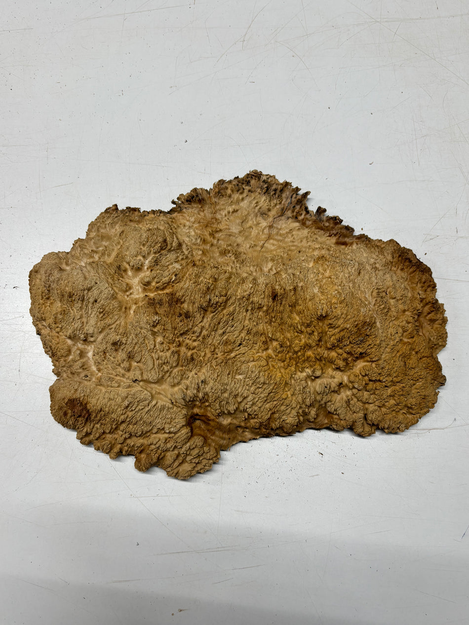 Brown Mallee Burl Blank 17" x 11" x 2" 6.9 Lbs #7016