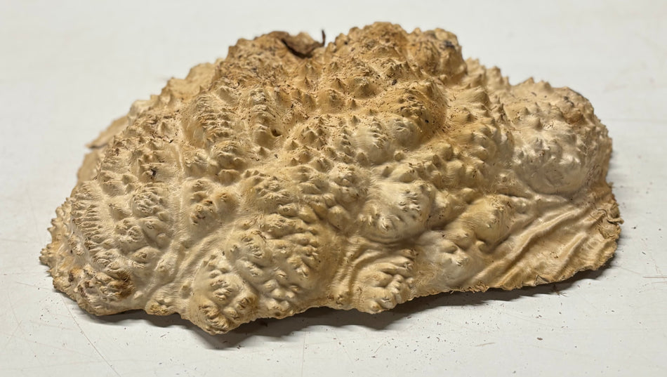Brown Mallee Burl Blank 14" x 11" x 3" 8 Lbs #7017