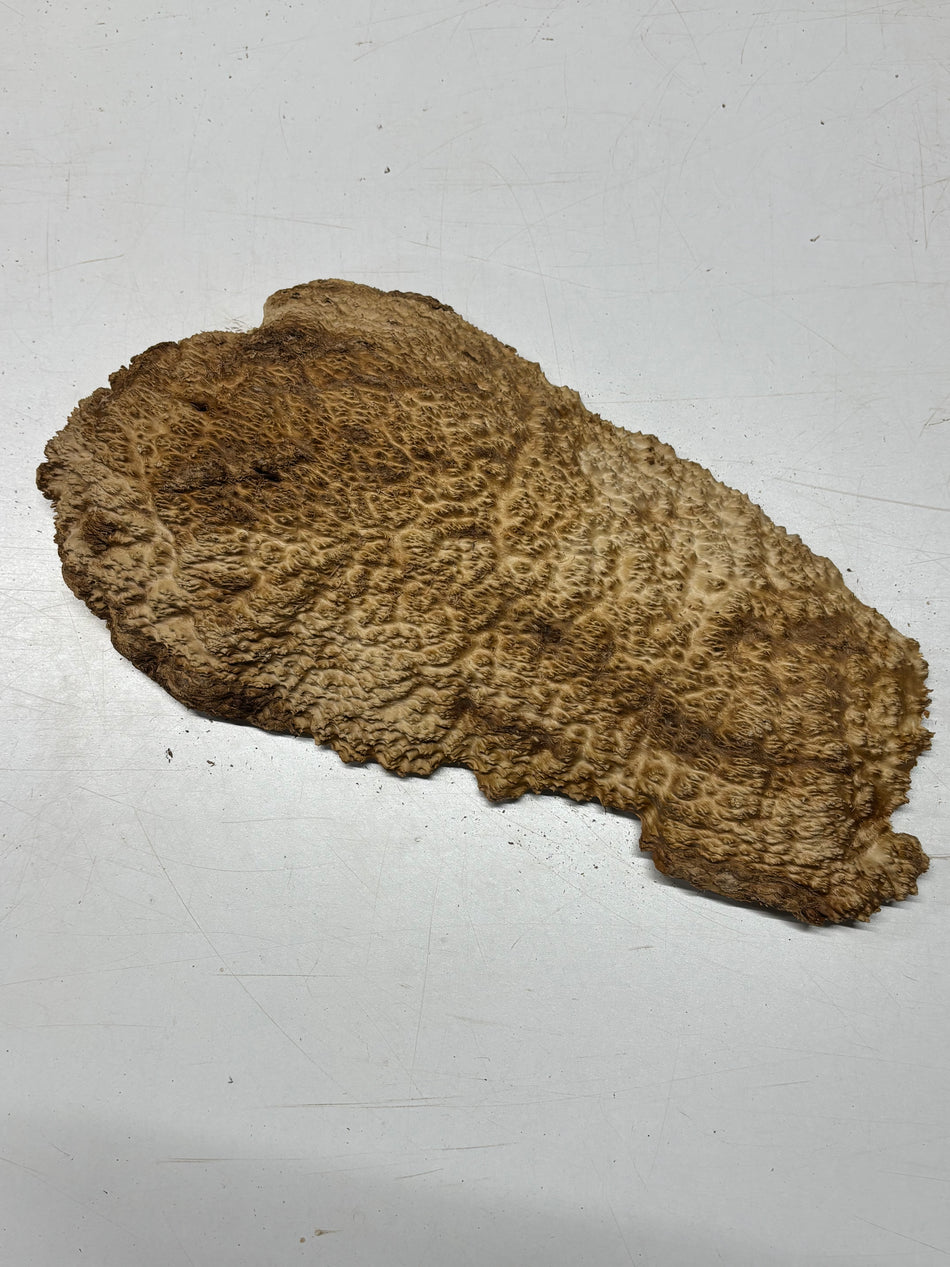 Brown Mallee Burl Blank 16" x 8.5" x 2" 5.2 Lbs #7018