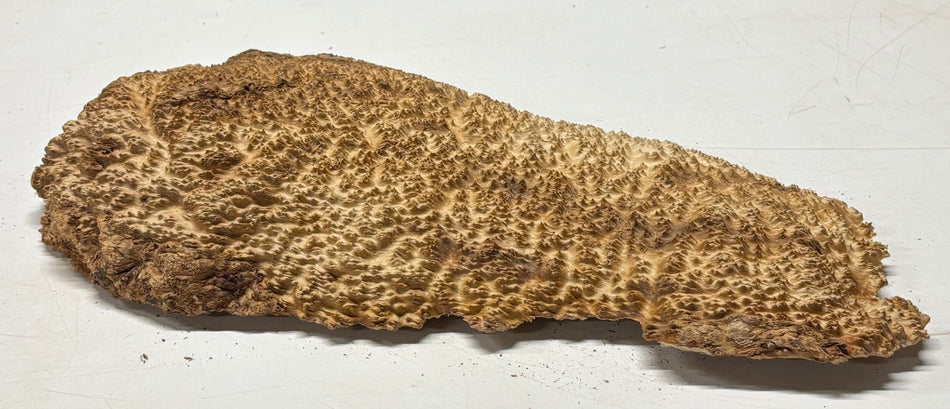 Brown Mallee Burl Blank 16" x 8.5" x 2" 5.2 Lbs #7018