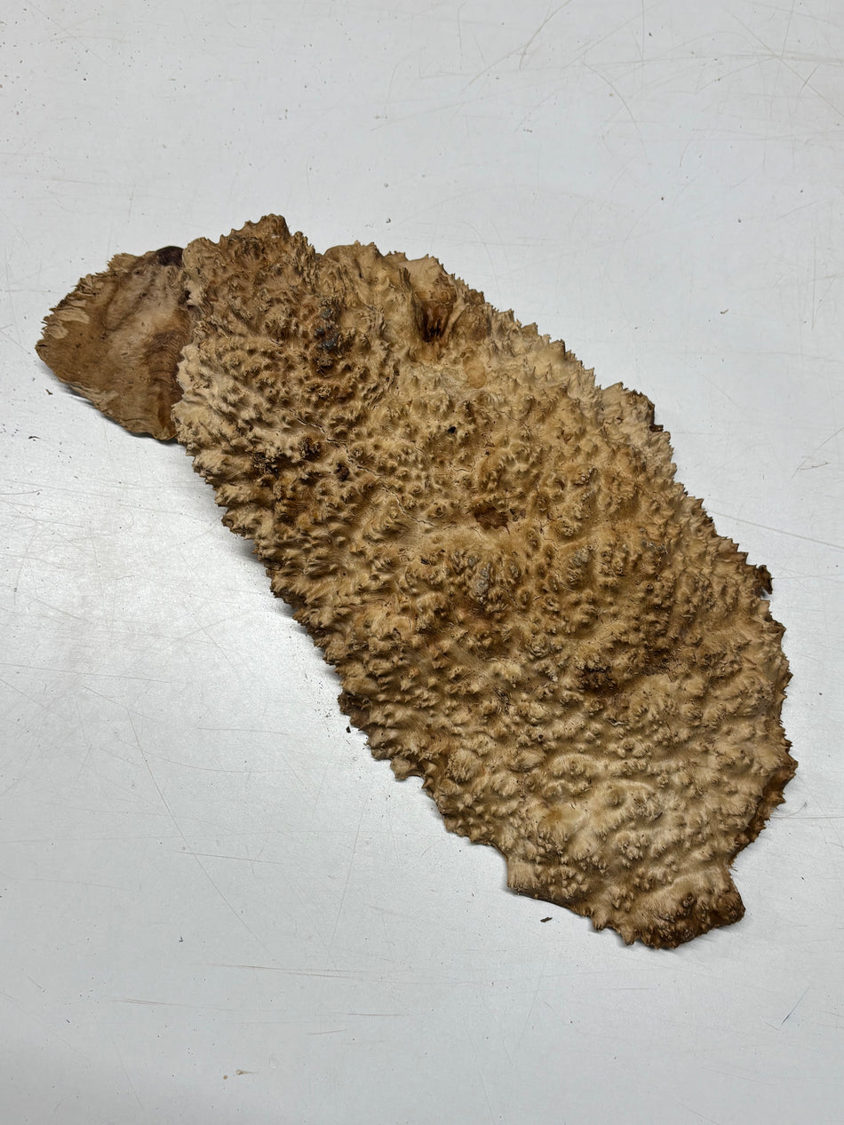 Brown Mallee Burl Blank 19" x 9" x 3" 10.6 Lbs #7019