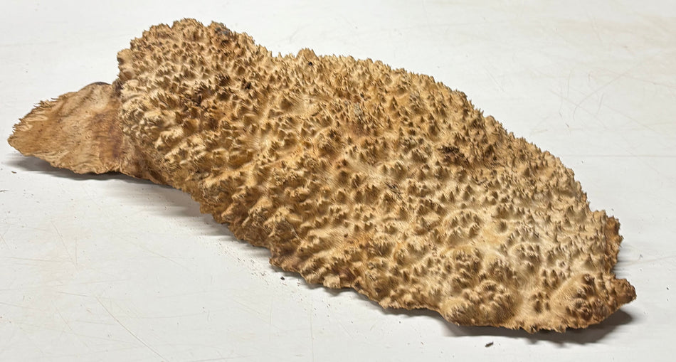 Brown Mallee Burl Blank 19" x 9" x 3" 10.6 Lbs #7019