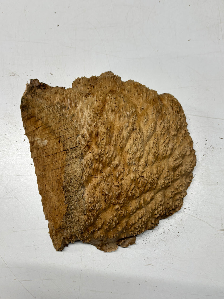 Brown Mallee Burl Blank 9" x 9" x 4" 5.5 Lbs #7020