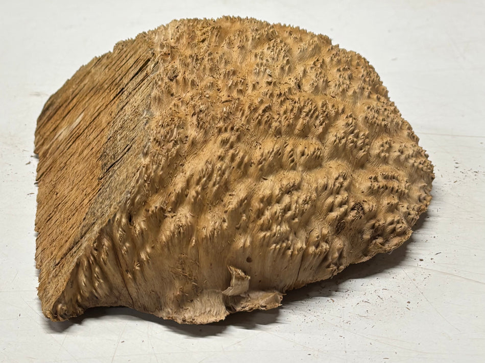 Brown Mallee Burl Blank 9" x 9" x 4" 5.5 Lbs #7020