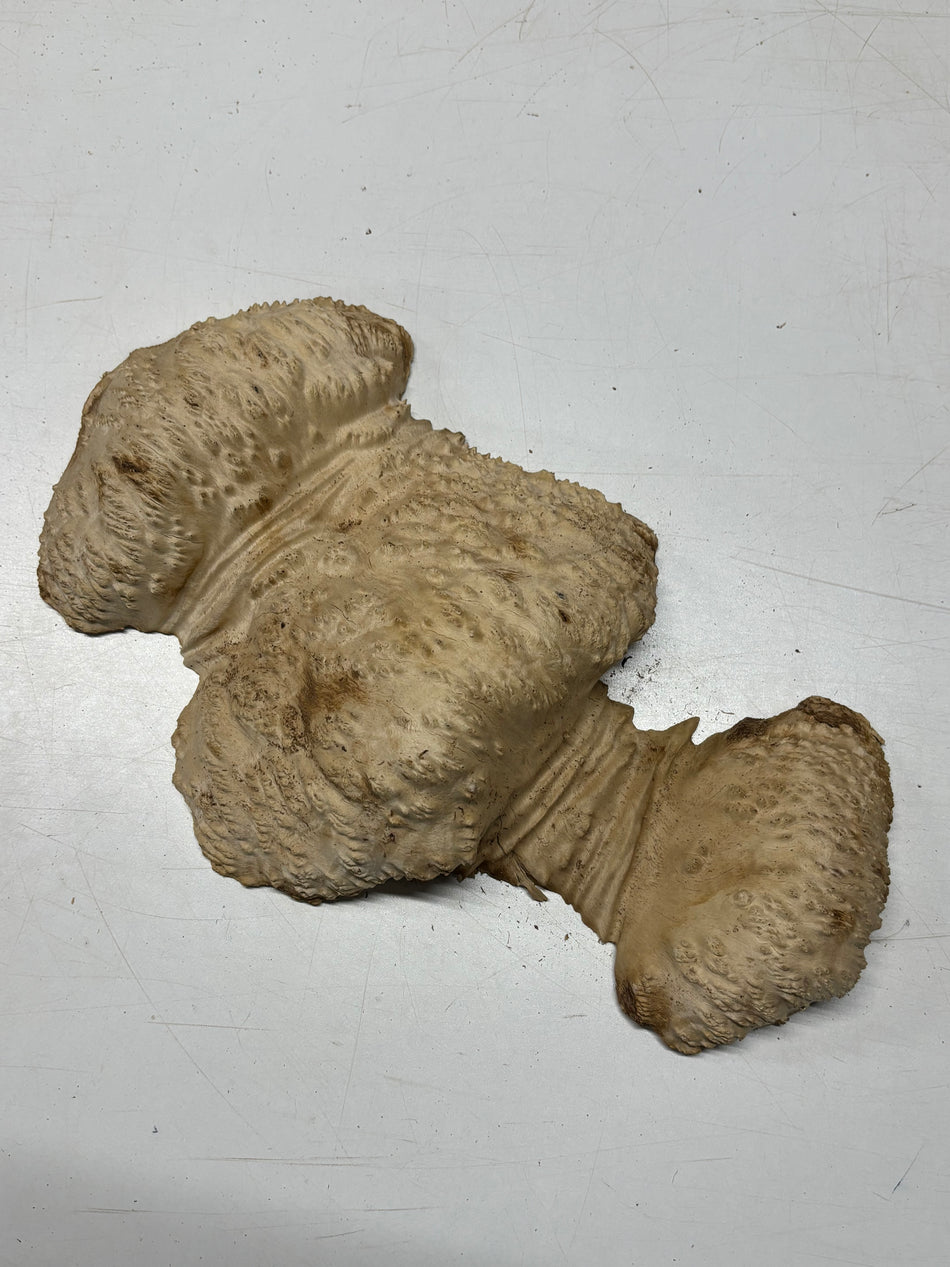 Brown Mallee Burl Blank 17" x 10" x 3" 5.5 Lbs #7021