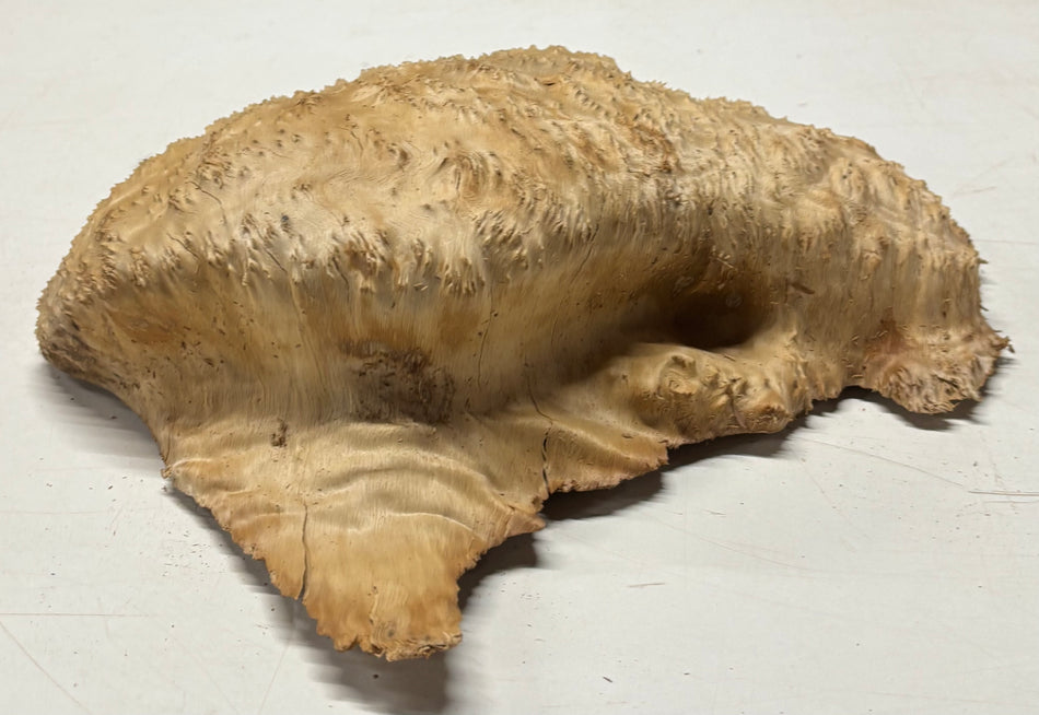 Brown Mallee Burl Blank 12" x 11" x 4" 7.3 Lbs #7022