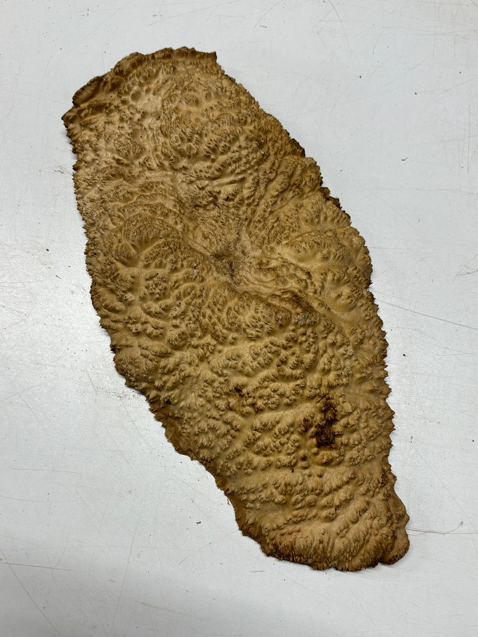 Brown Mallee Burl Blank 16" x 8.5" x 3" 6 Lbs #7023