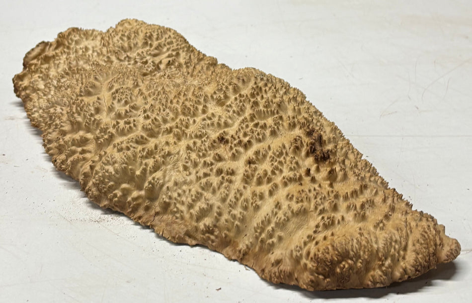 Brown Mallee Burl Blank 16" x 8.5" x 3" 6 Lbs #7023