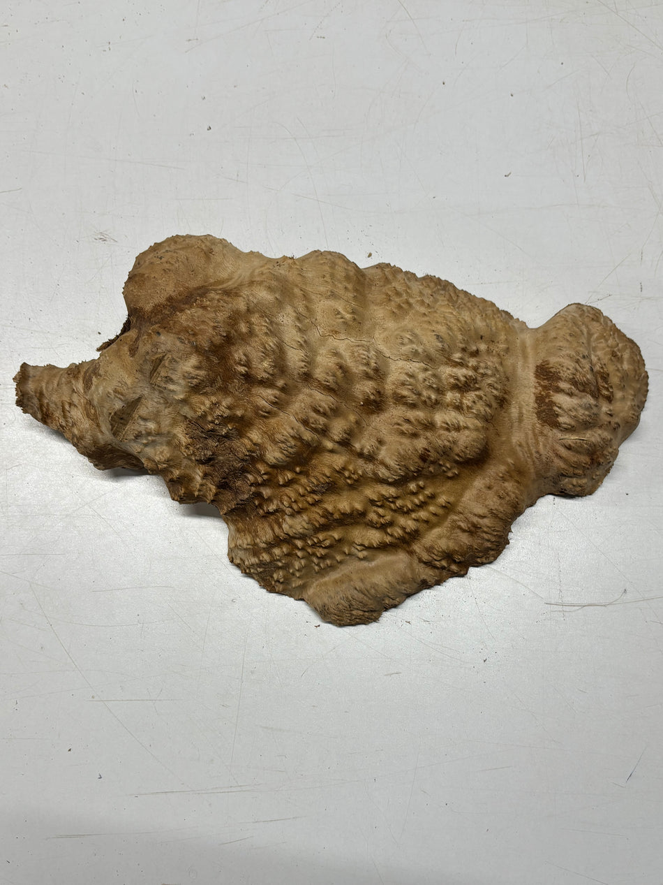 Brown Mallee Burl Blank 14" x 9" x 3" 6.6 Lbs #7024