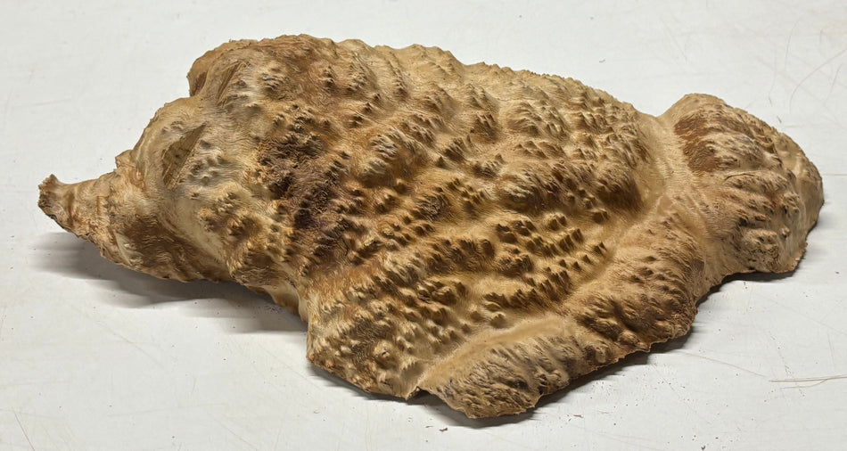 Brown Mallee Burl Blank 14" x 9" x 3" 6.6 Lbs #7024