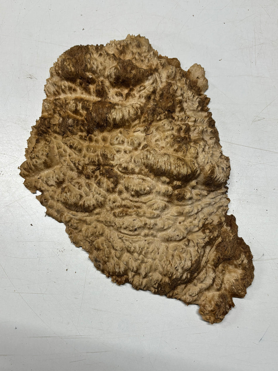Brown Mallee Burl Blank 16" x 10" x 2" 6.4 Lbs #7025