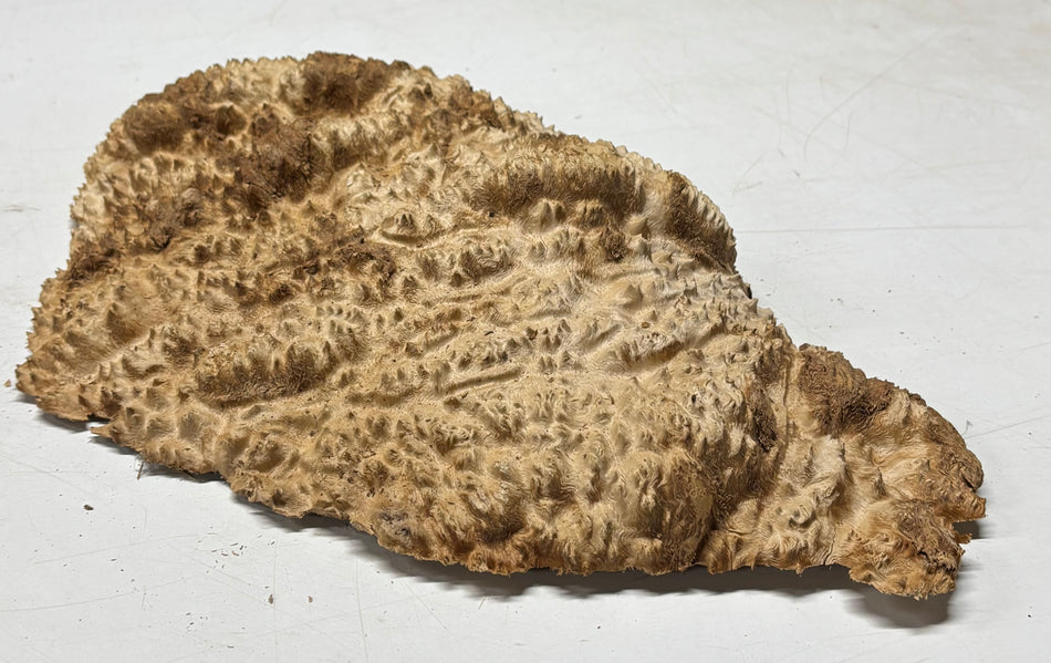 Brown Mallee Burl Blank 16" x 10" x 2" 6.4 Lbs #7025