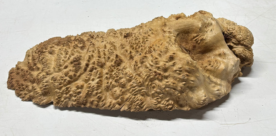 Brown Mallee Burl Blank 17" x 8" x 3" 7.4 Lbs #7026