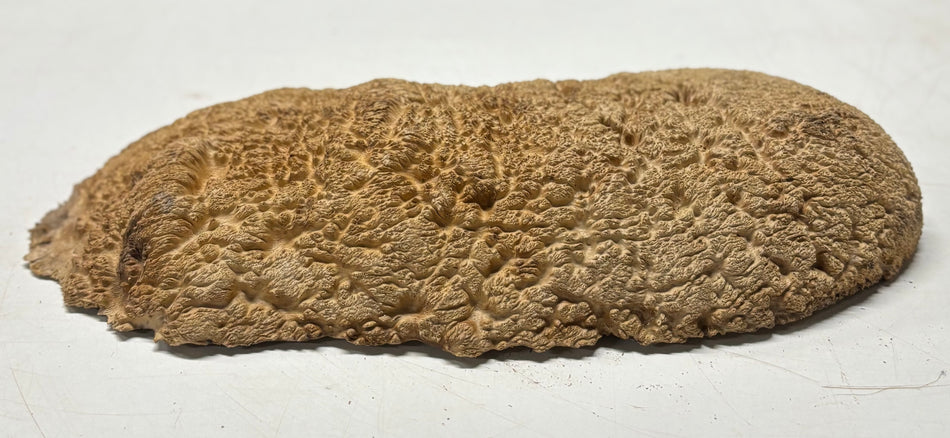 Brown Mallee Burl Blank 16" x 7" x 3" 5.8 Lbs #7027