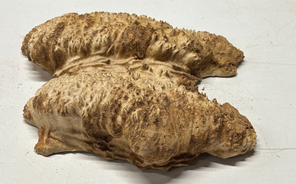 Brown Mallee Burl Blank 10.5" x 10" x 2.5" 5.4 Lbs #7030