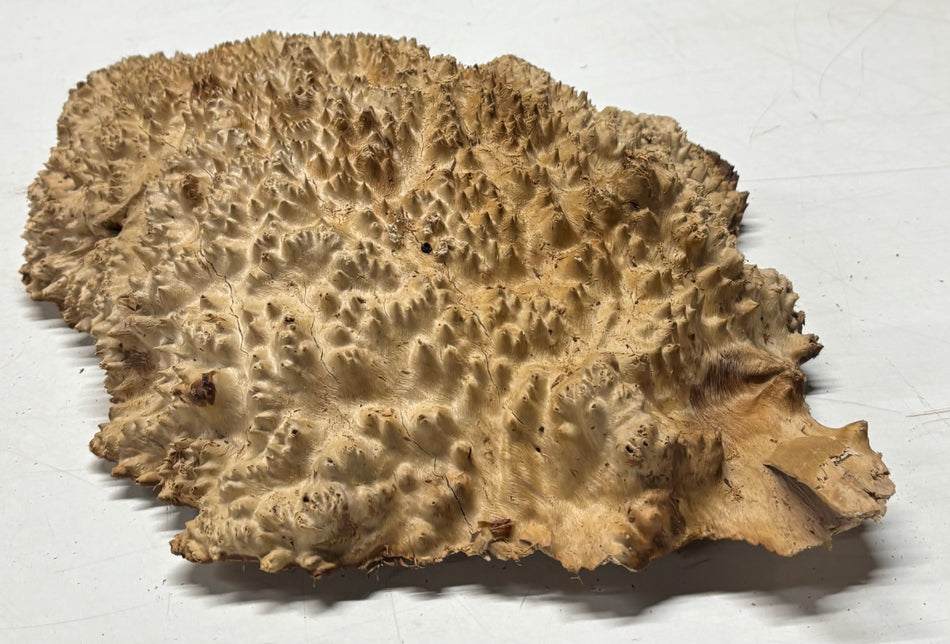 Brown Mallee Burl Blank 14" x 10.5" x 2.5" 7.4 Lbs #7033