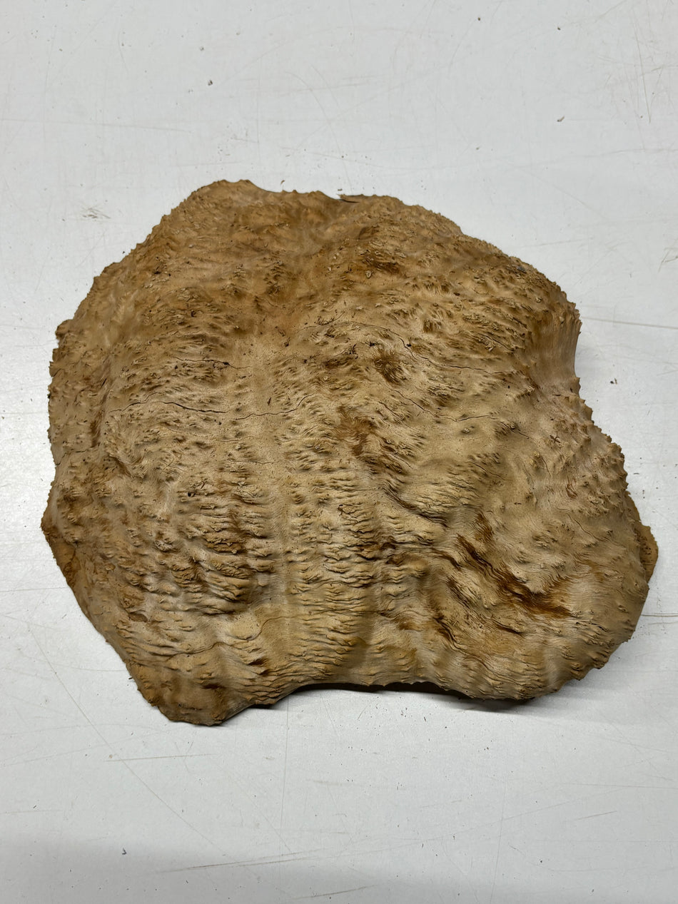 Brown Mallee Burl Blank 13" x 12" x 4" 8.6 Lbs #7034