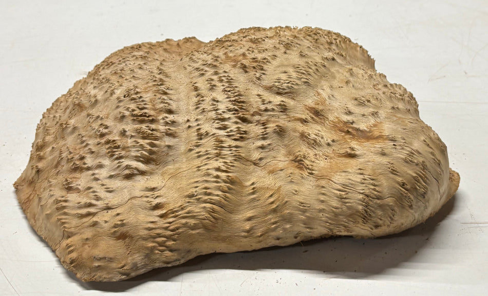 Brown Mallee Burl Blank 13" x 12" x 4" 8.6 Lbs #7034