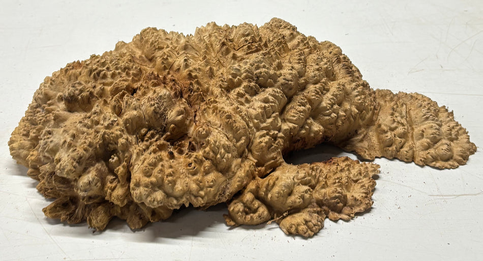 Brown Mallee Burl Blank 15" x 9" x 3" 8 Lbs #7035