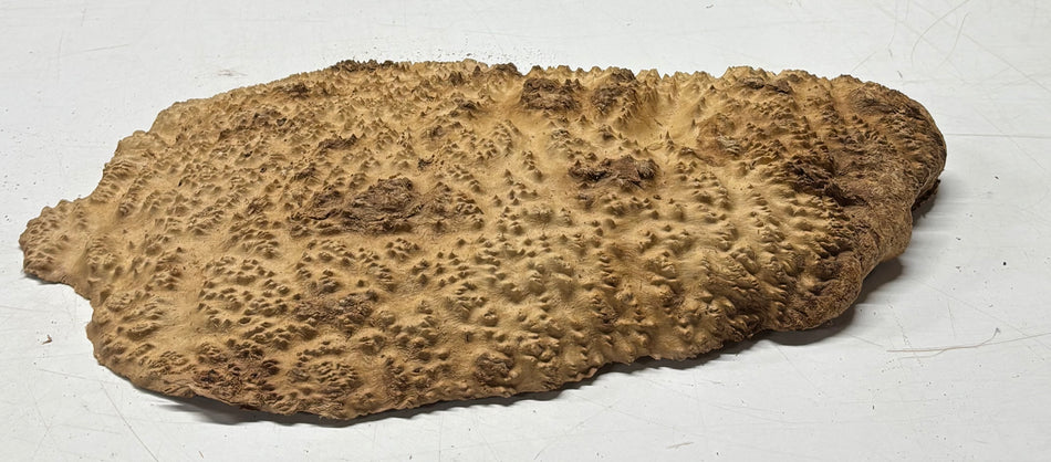 Brown Mallee Burl Blank 16" x 9.5" x 3" 5.8 Lbs #7037