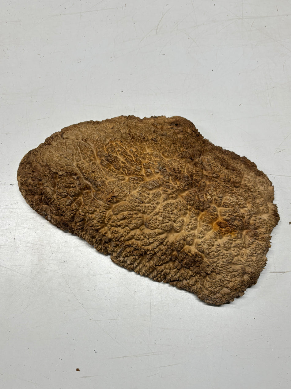 Brown Mallee Burl Blank 16" x 10.5" x 3" 10 Lbs #7038