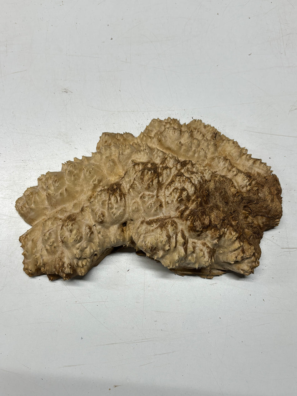 Brown Mallee Burl Blank 14" x 8" x 3" 5.7 Lbs #7039