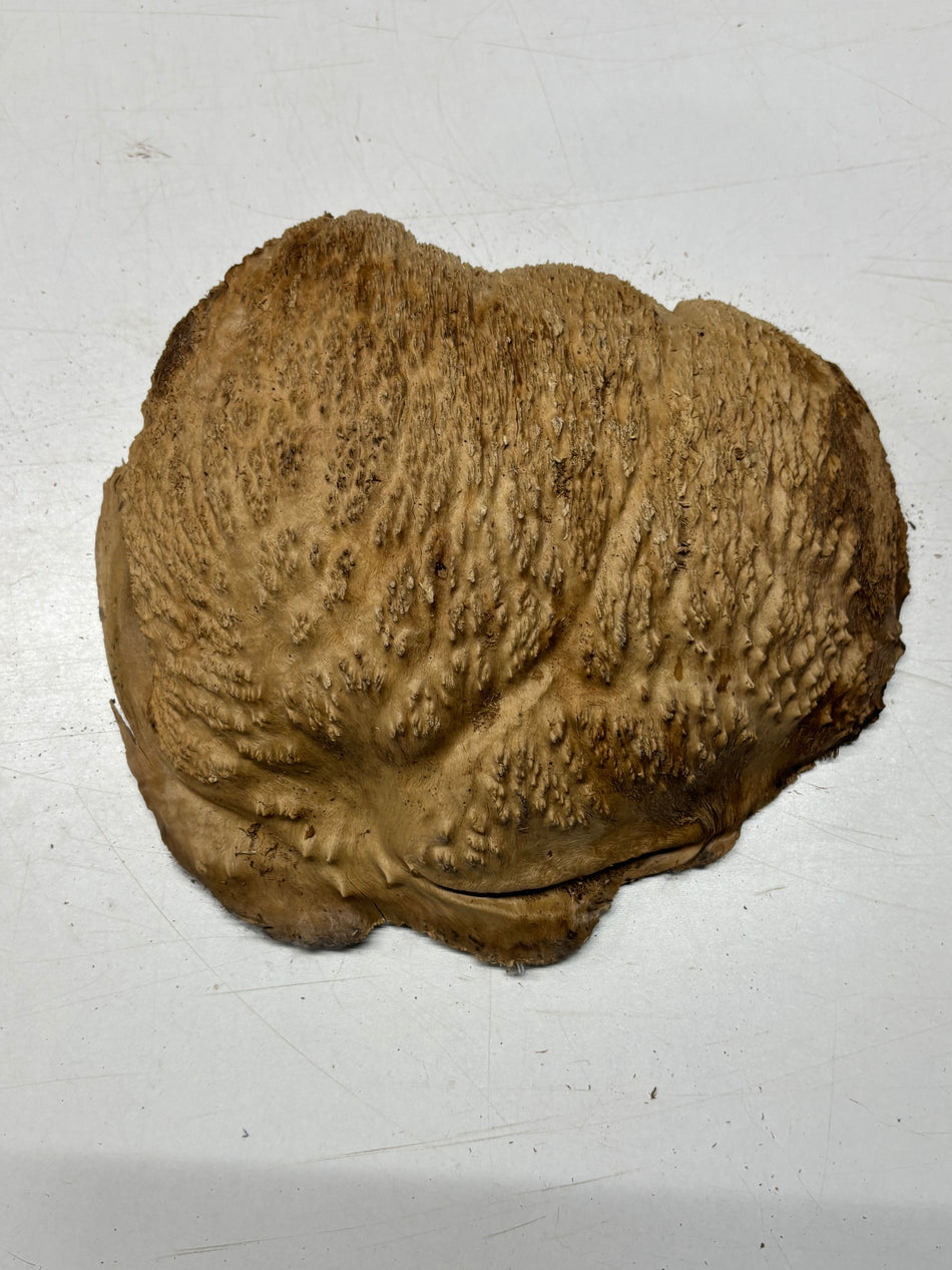 Brown Mallee Burl Blank 10.5" x 8" x 3" 5.3 Lbs #7040