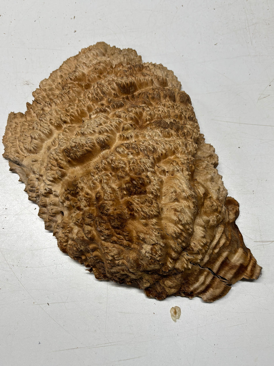 Brown Mallee Burl Blank 15" x 10" x 3" 7 Lbs #7041