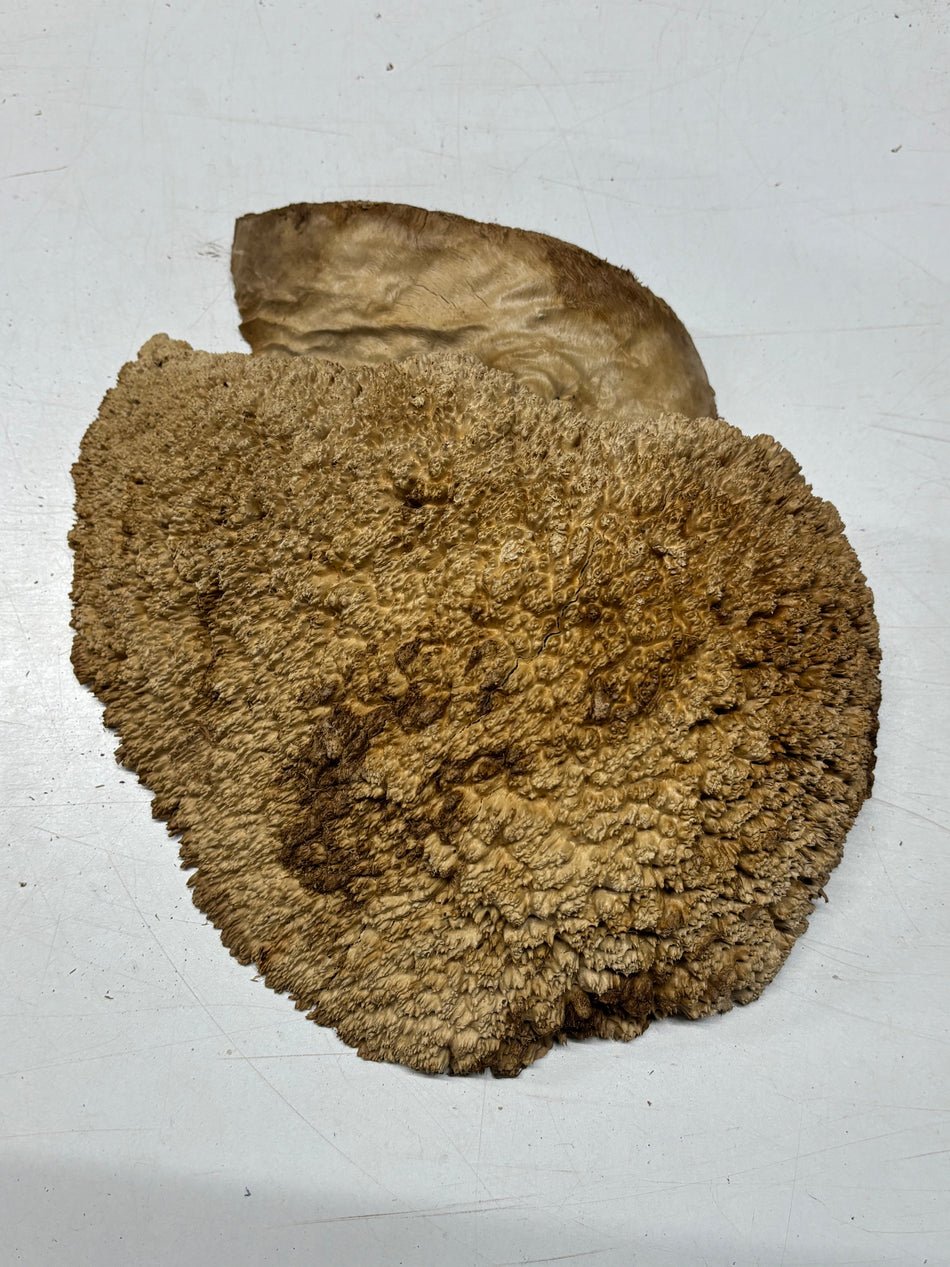 Brown Mallee Burl Blank 13" x 9.5" x 4" 7.9 Lbs #7042